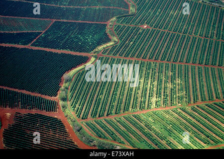 Coffee plantation sull'isola hawaiana di Kauai Foto Stock