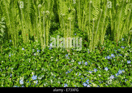 Molti piccoli bluastri rampicate fiori che crescono lungo il giardino verde felce Foto Stock