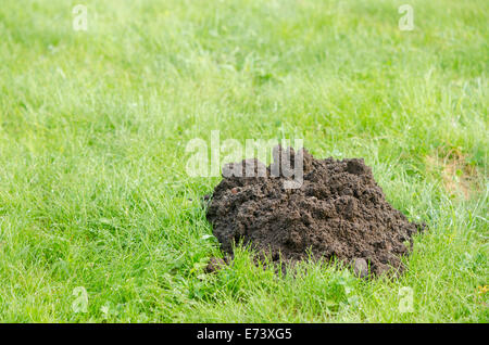 Molehill fresco su un verde prato sito nella giornata di primavera Foto Stock