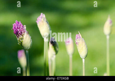 Primo piano non espansa di aglio decorativo boccioli di fiori ricoperti di rugiada di mattina di gocce di acqua si muovono nel vento. Gli uccelli cantano. Foto Stock