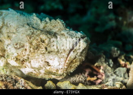 Diavolo scorfani poggiante su un corallo Foto Stock