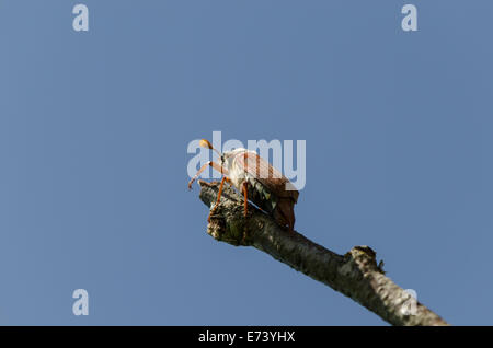 Bug chafer strisciare su albero secco ramo sul cielo blu sullo sfondo Foto Stock