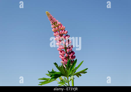 Close up di lupino colore rosa infiorescenza sul cielo blu sullo sfondo Foto Stock