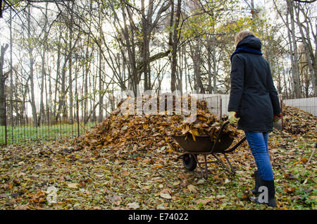 La donna ha portato carriola piena di foglie secche gettati in mucchio di composto Foto Stock