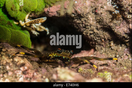 Flat rock crab un corallo Foto Stock