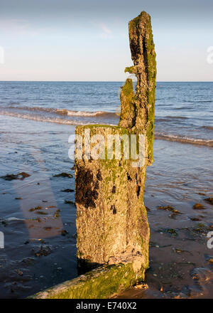 Legno per la difesa del mare scultura di difesa Foto Stock