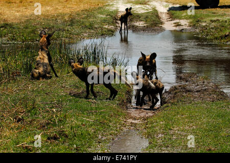 In pericolo critico African Wild Dog pack cerca di incoraggiare i cuccioli per acqua trasversale che essi non come Foto Stock