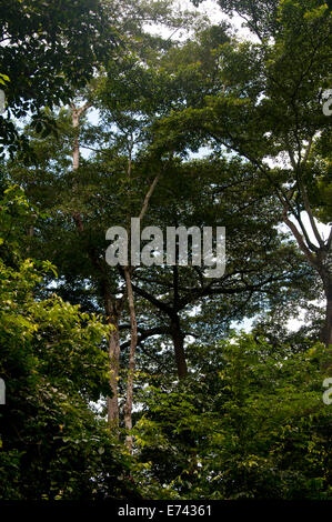 L'albero canopy in Bobiri Forest Riserve Foto Stock