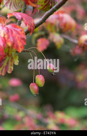 Malus florentina skopje. Foglia di biancospino Crab mele sulla struttura ad albero Foto Stock