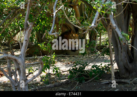 Il Regal lion dell'Africa di top & più temuto predatore apex, grande appoggio maschio nell'ombra ben mimetizzata dalla sua preda animali Foto Stock