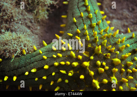 Pomello starfish sul fondo dell'oceano Foto Stock