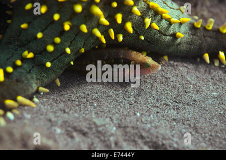 Pomello starfish sul fondo dell'oceano con un wrasse che spuntavano da sotto di esso Foto Stock