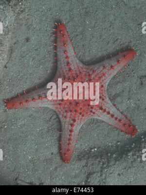 Pomello starfish sul fondo dell'oceano Foto Stock