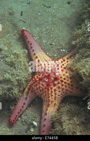 Pomello starfish sul fondo dell'oceano Foto Stock