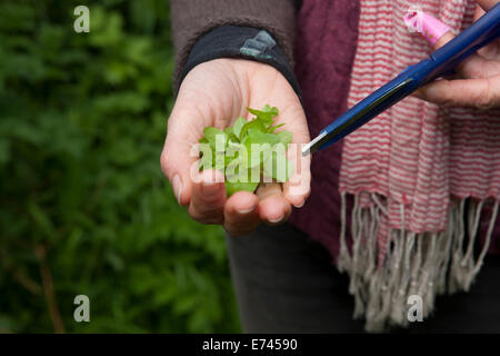 Caroline Davey di " Fat Hen', che insegna il cibo rovistando in Cornovaglia vicino al Lands End. Foto Stock