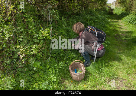 Caroline Davey di " Fat Hen', che insegna il cibo rovistando in Cornovaglia vicino al Lands End. Foto Stock