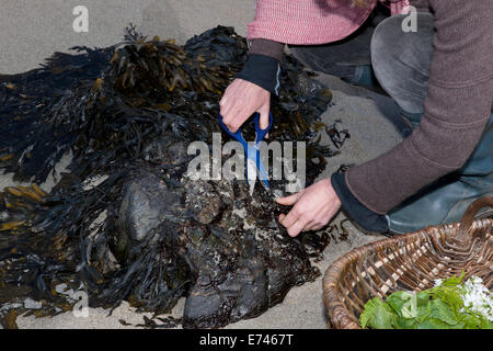 Caroline Davey di " Fat Hen', che insegna il cibo rovistando in Cornovaglia vicino al Lands End. Foto Stock