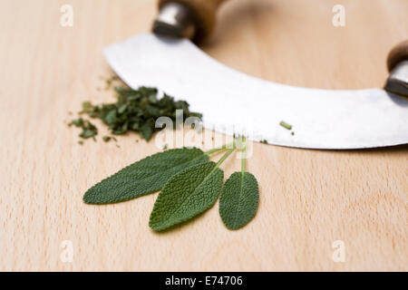 La Salvia officinalis. Foglie di salvia su una tavola di legno. Foto Stock