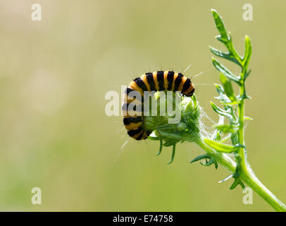 Il cinabro moth caterpillar su erba tossica in estate REGNO UNITO Foto Stock