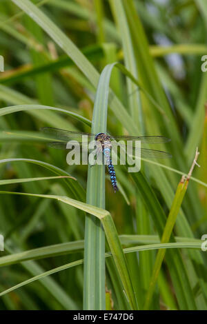 Blue Hawker Dragonfly (Aeshna cyanea) aka Hawker meridionale Foto Stock