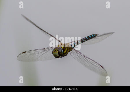 Blue Hawker Dragonfly (Aeshna cyanea) aka Hawker meridionale Foto Stock