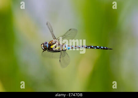 Blue Hawker Dragonfly (Aeshna cyanea) in volo aka Hawker meridionale Foto Stock