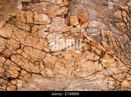 Weathered di corteccia di albero con spaccature in primo piano Foto Stock