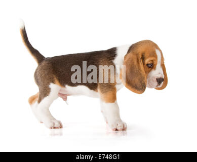 Grazioso cucciolo Beagle (5 settimane) Foto Stock