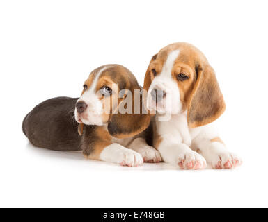 Grazioso cucciolo Beagle (5 settimane) Foto Stock