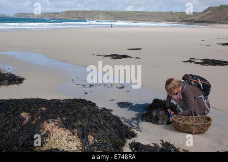 Caroline Davey di " Fat Hen', che insegna il cibo rovistando in Cornovaglia vicino al Lands End. Foto Stock