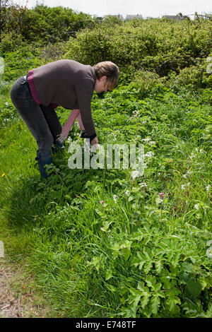 Caroline Davey di " Fat Hen', che insegna il cibo rovistando in Cornovaglia vicino al Lands End. Foto Stock