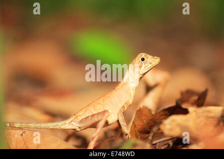 Il governo dello Sri Lanka Kangaroo Lizard (Otocryptis wiegmanni) in Sri Lanka Foto Stock