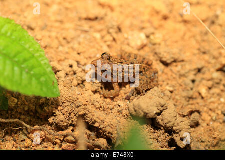 Comune di campo di risone (rana limnocharis Fejervarya) nella foresta di Kitulgala, Sri Lanka Foto Stock