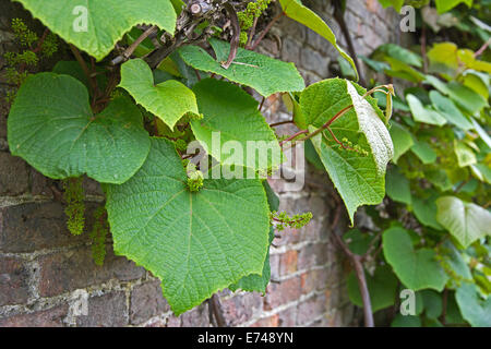 Crimson gloria comune vigna Vitis coignetiae Foto Stock