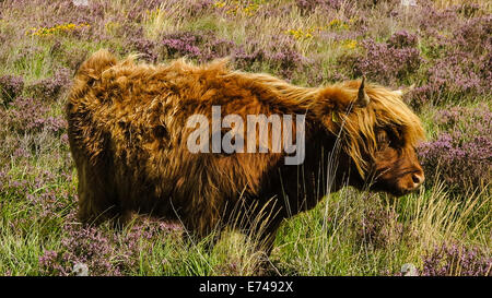 Highland pascolo di vitello su heather, Dartmoor, REGNO UNITO Foto Stock