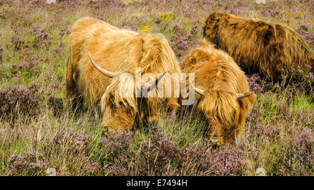 Highland mucca con vitello di pascolare su heather, Dartmoor, REGNO UNITO Foto Stock