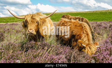 Highland mucca pascolare su heather, Dartmoor, REGNO UNITO Foto Stock