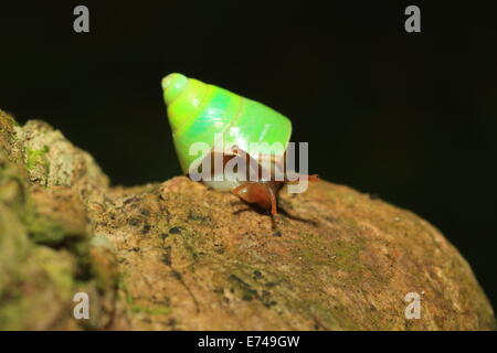 Sri lanka lumaca verde (Beddomea albizonatus) nella riserva forestale di Sinharaja, Sri Lanka Foto Stock