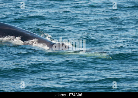 Canada Quebec, Sagueany fiordo. La balenottera (WILD: alaenoptera physalus) aka finback o razorback balena. Foto Stock