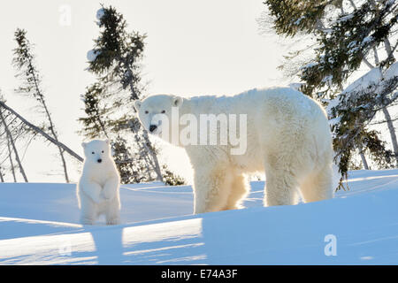 Orso polare (Ursus maritimus) madre con cub passeggiate al tramonto con retroilluminazione, Wapusk national park, Canada. Foto Stock