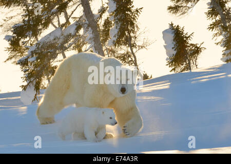 Orso polare (Ursus maritimus) madre con cub passeggiate al tramonto con retroilluminazione, Wapusk national park, Canada. Foto Stock