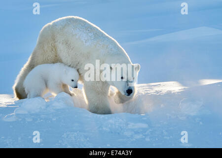 Orso polare (Ursus maritimus) madre con cub uscente appena aperto den, Wapusk national park, Canada. Foto Stock