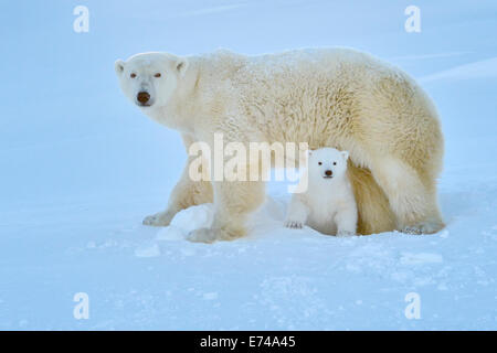 Orso polare (Ursus maritimus) madre con cub uscente appena aperto den, Wapusk national park, Canada. Foto Stock