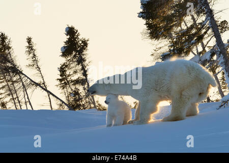 Orso polare (Ursus maritimus) madre con cub scuotendo la neve del suo indietro al tramonto con retroilluminazione, Wapusk national park, Canada. Foto Stock