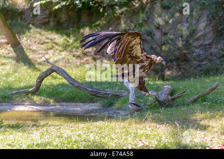 Avvoltoio tenendo spento Foto Stock