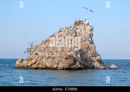 Isola Baklaniy (eng. Cormorano isola ) Lago Baikal, Siberia, Federazione russa Foto Stock