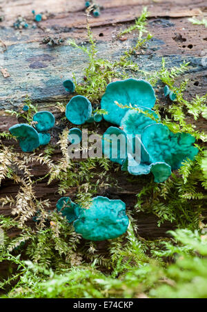 Verde, Elfcup Chlorociboria aeruginascens Foto Stock