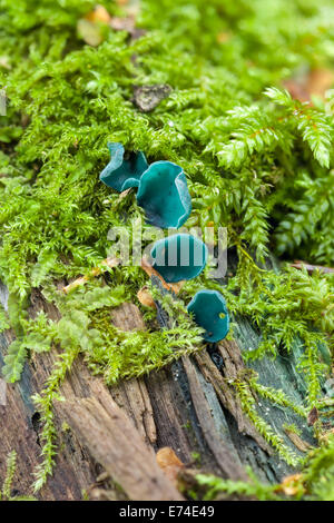 Verde, Elfcup Chlorociboria aeruginascens Foto Stock