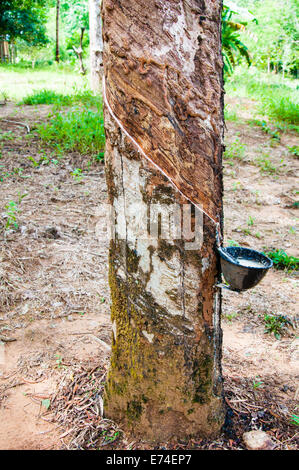 Lattice bianca estratta dalla struttura in gomma (Hevea Brasiliensis).lattice viene usato nella fabbricazione di gomma naturale Foto Stock