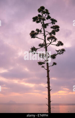 Fioritura agave contro lo sfondo di un Mediterraneo sunrise Foto Stock